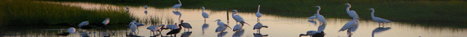 Banner image displaying nature or cultural scenes.